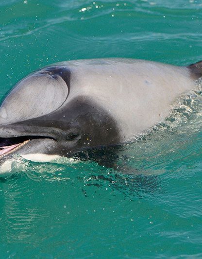 dauphin appris respirer par la bouche évent bloqué fermé survivre capacité adaptation biologie marine