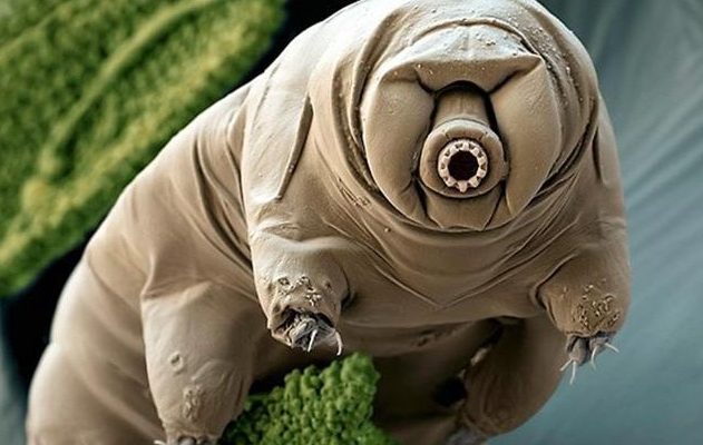 tardigrade organisme extreme survie protéine