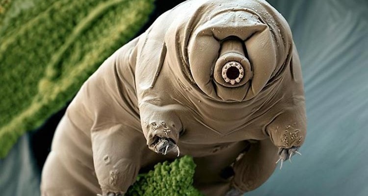 tardigrade organisme extreme survie protéine