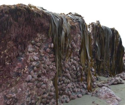 fond marin en surface nouvelle zélande