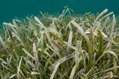 plante sous marine pollinisation