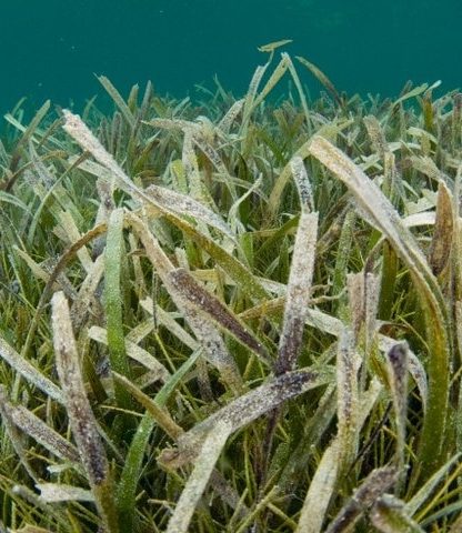 plante sous marine pollinisation