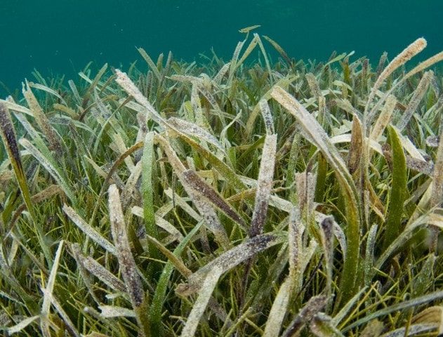 plante sous marine pollinisation