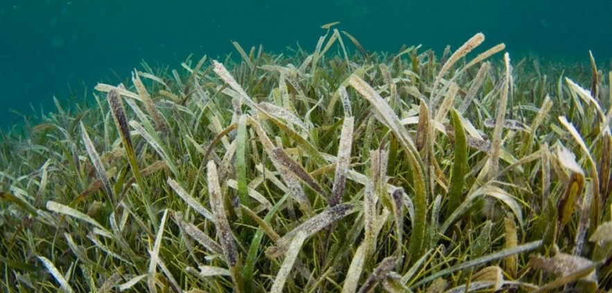 plante sous marine pollinisation