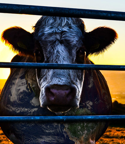 reportages nourriture viande cowspiracy