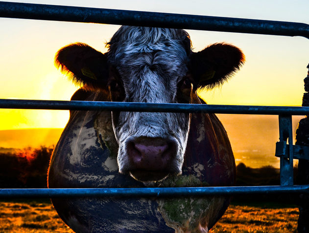 reportages nourriture viande cowspiracy