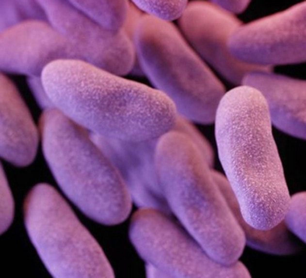 CDC bactérie augmente meme avec présence antibiotiques CRE