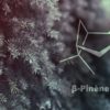 creer plastique pinene sapins molecule