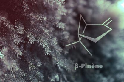 creer plastique pinene sapins molecule