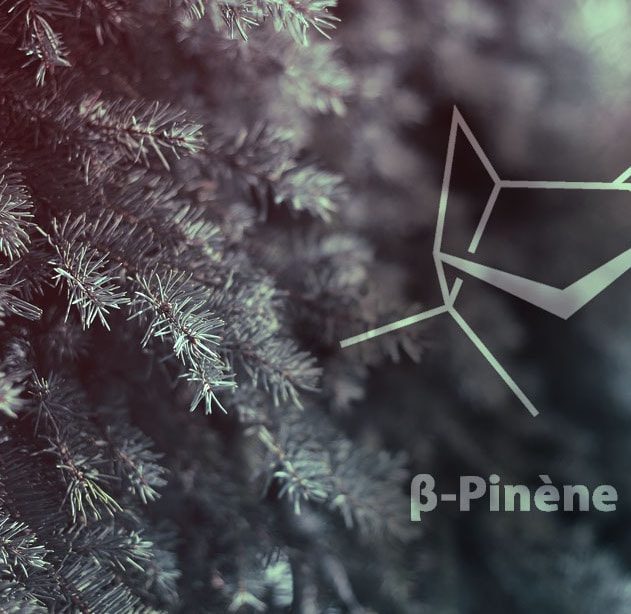 creer plastique pinene sapins molecule