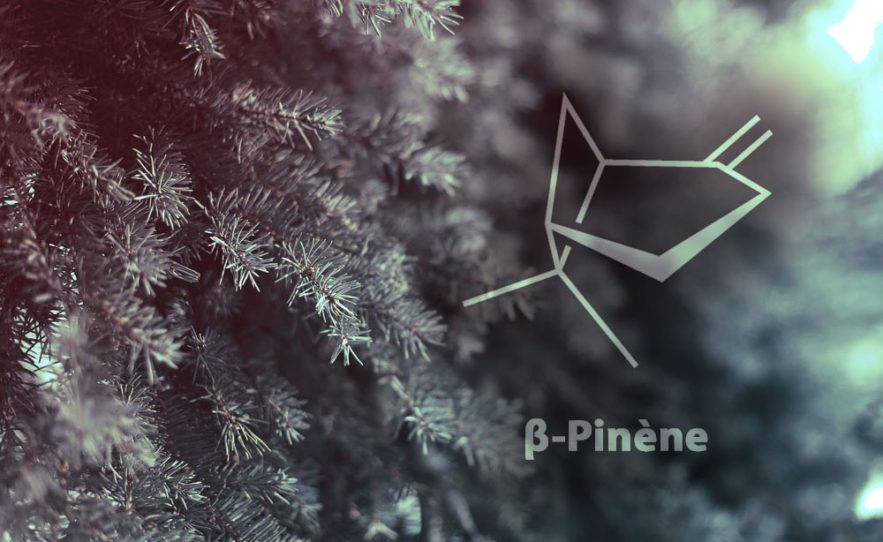 creer plastique pinene sapins molecule