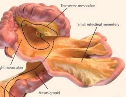 mesentere organe estomac medecine anatomie