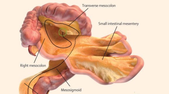 mesentere organe estomac medecine anatomie