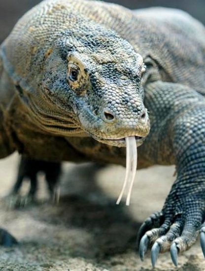 dragon de komodo sang antibiotiques bactéries superbactéries