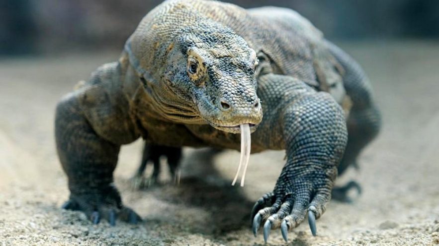 dragon de komodo sang antibiotiques bactéries superbactéries