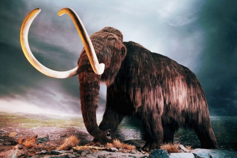 mammouth laineux