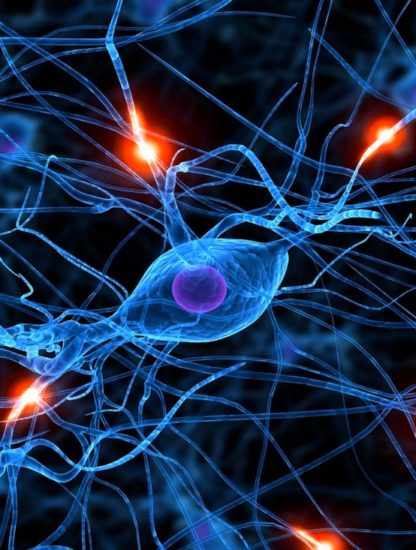 neurone synapse cerveau maladies communication