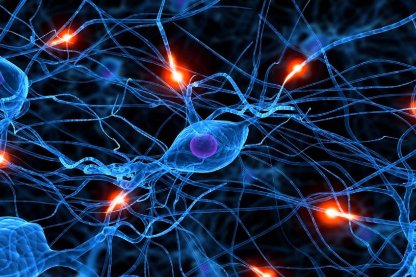 neurone synapse cerveau maladies communication
