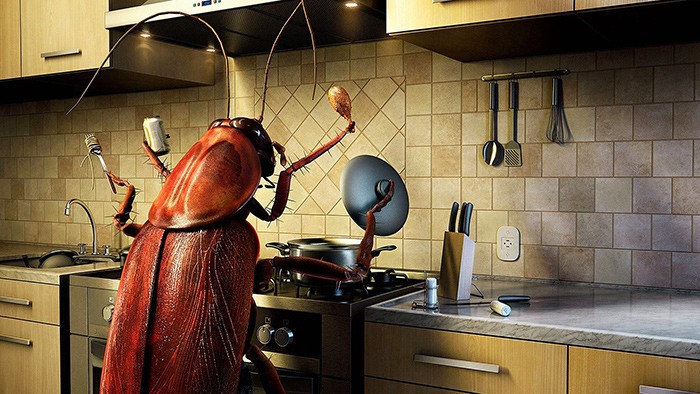 cafard insecte infestatino