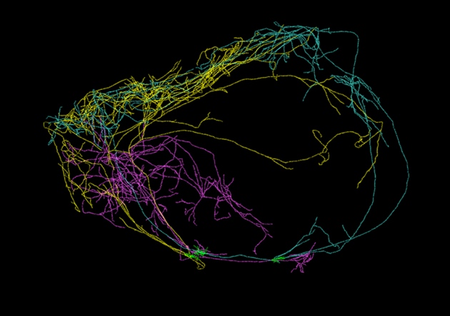 claustrum cerveau neuroscience neuroscientifique conscience pensée consciente
