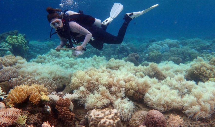 blanchissement grande barrière de corail australie rechauffement climatique