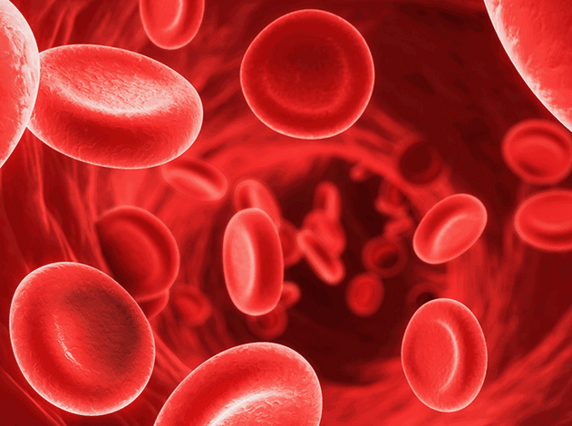 cellules rouges souches sanguines