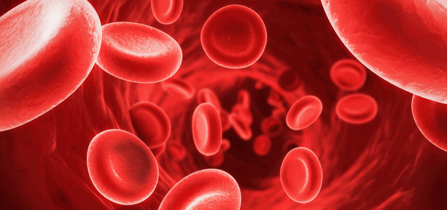 cellules rouges souches sanguines