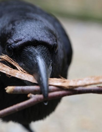 corbeaux oiseau intelligence mémoire