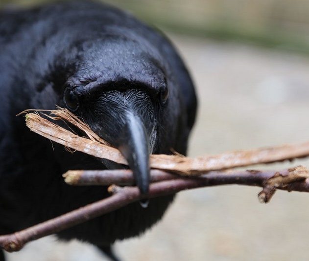 corbeaux oiseau intelligence mémoire