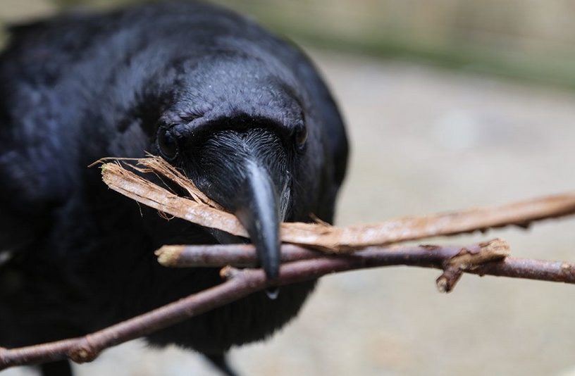 corbeaux oiseau intelligence mémoire
