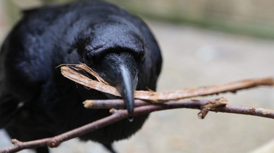 corbeaux oiseau intelligence mémoire