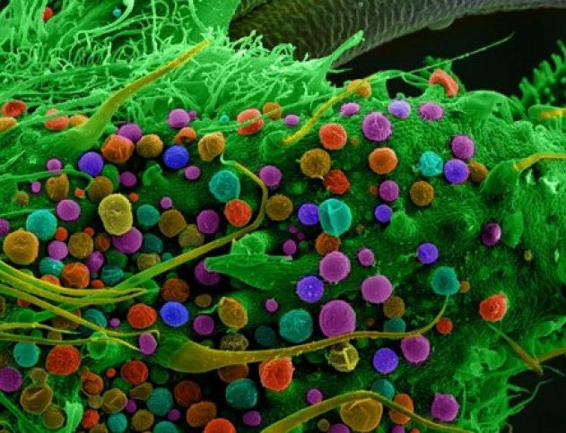 marijuana THC microscope