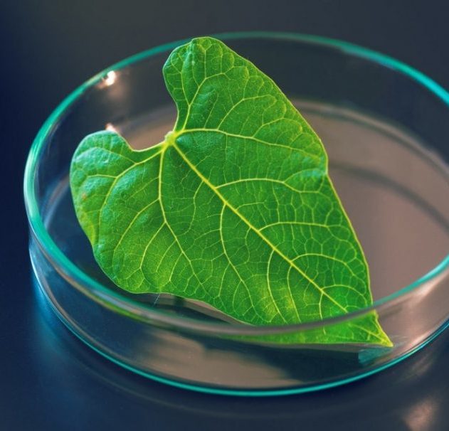 photosynthèse synthétique energie propre supramolécule