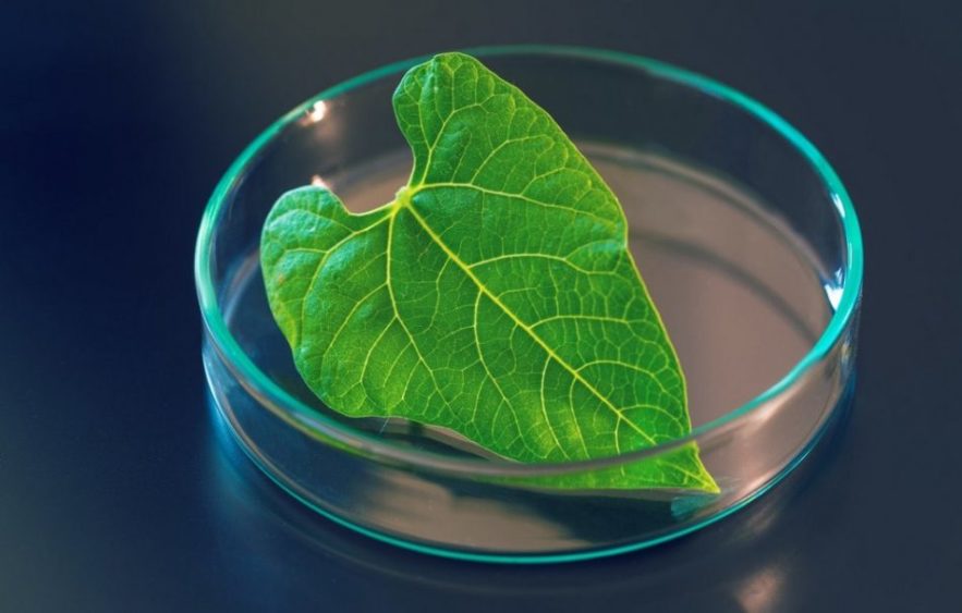 photosynthèse synthétique energie propre supramolécule