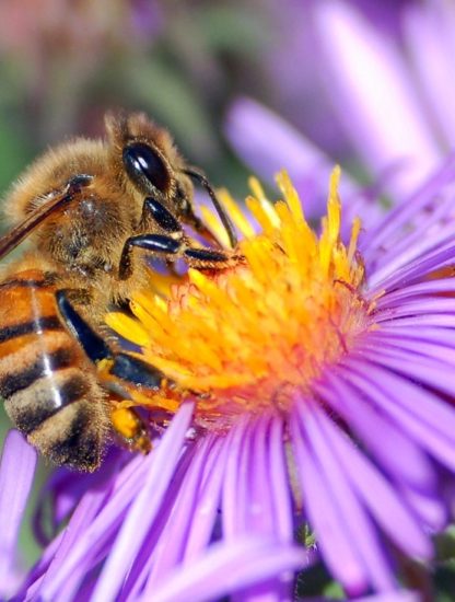 abeilles pollinisation pesticide extinction environnement