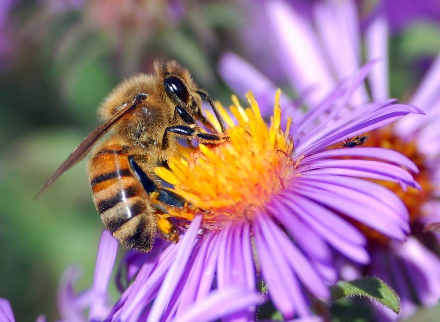 abeilles pollinisation pesticide extinction environnement