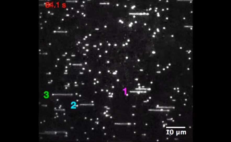 adn réplication genes génétique