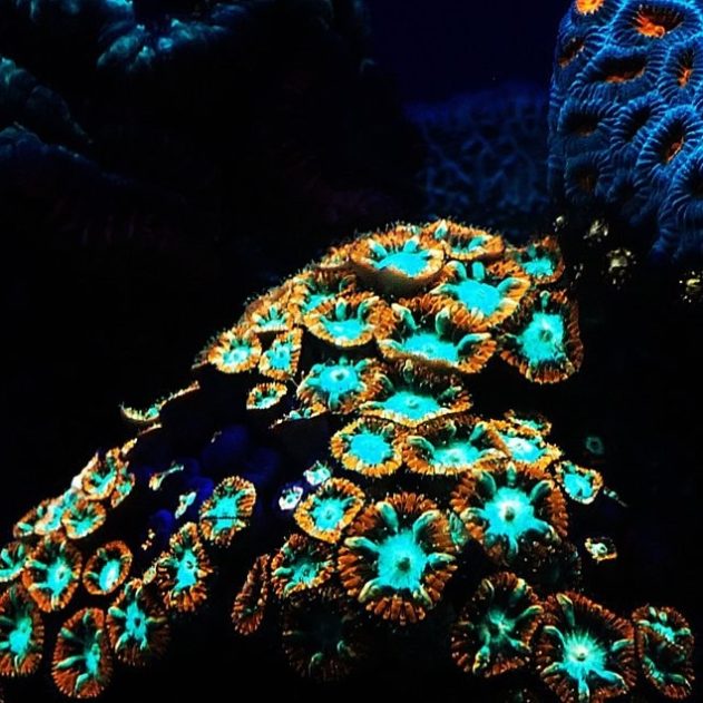 corail coraux récif