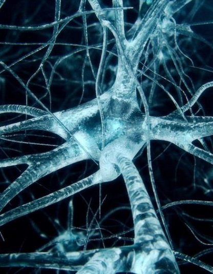 neurone cerveau structure atomique protéine tau maladie neurodegenerative alzheimer
