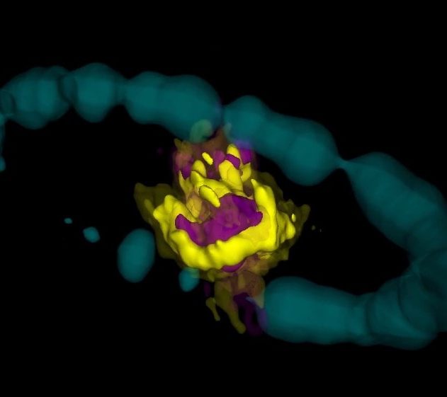 supernova 1987 nuage magellan rémanent 3d cartographie alma nasa