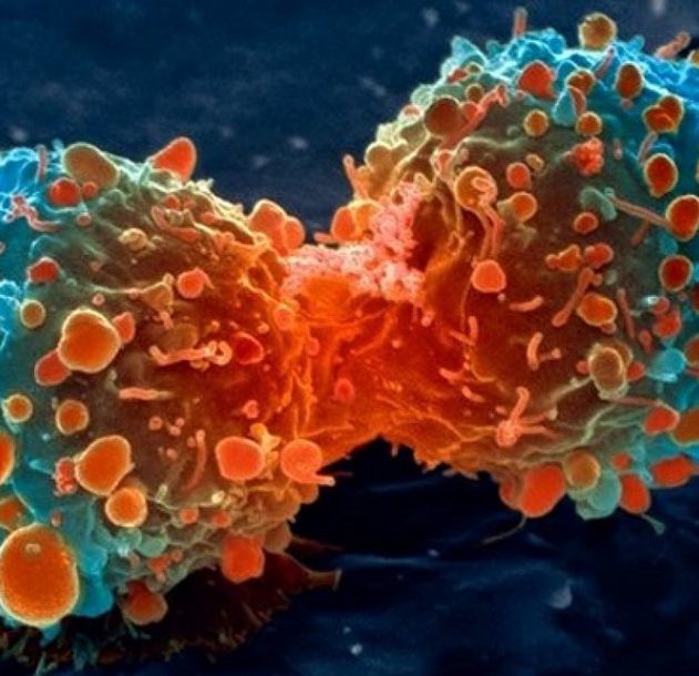 cancer cellule cancéreuse traitement fda