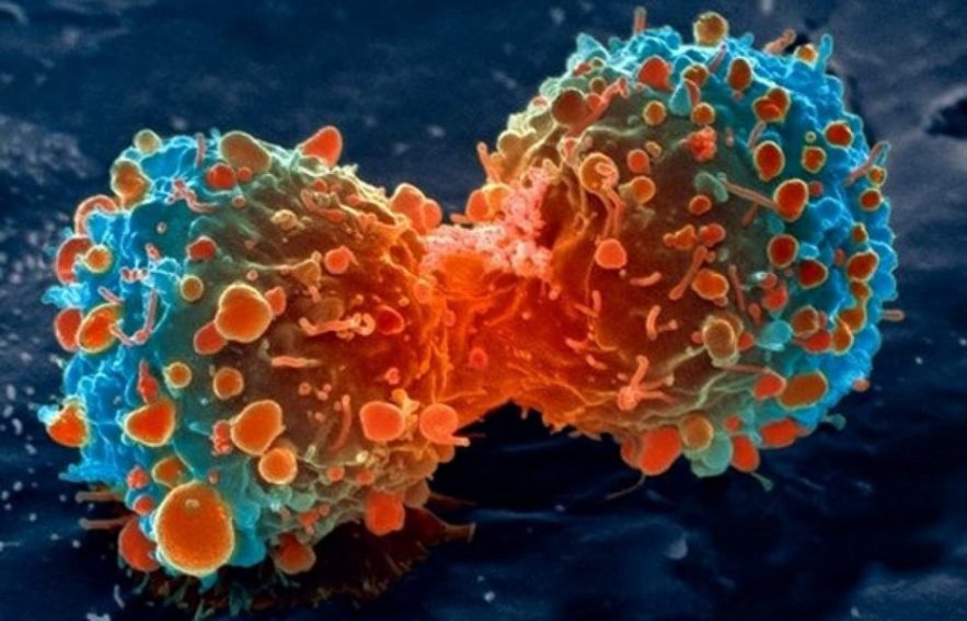 cancer cellule cancéreuse traitement fda