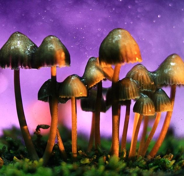 champignon magique hallucinogène médicament efficace cerveau effet