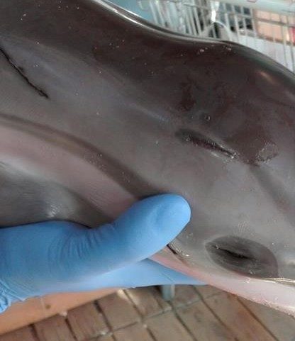 faune marine bébé dauphin mort espagne plage foule