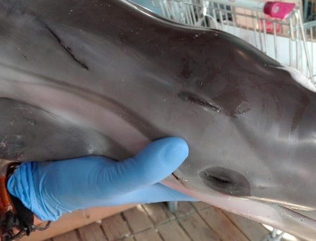 faune marine bébé dauphin mort espagne plage foule