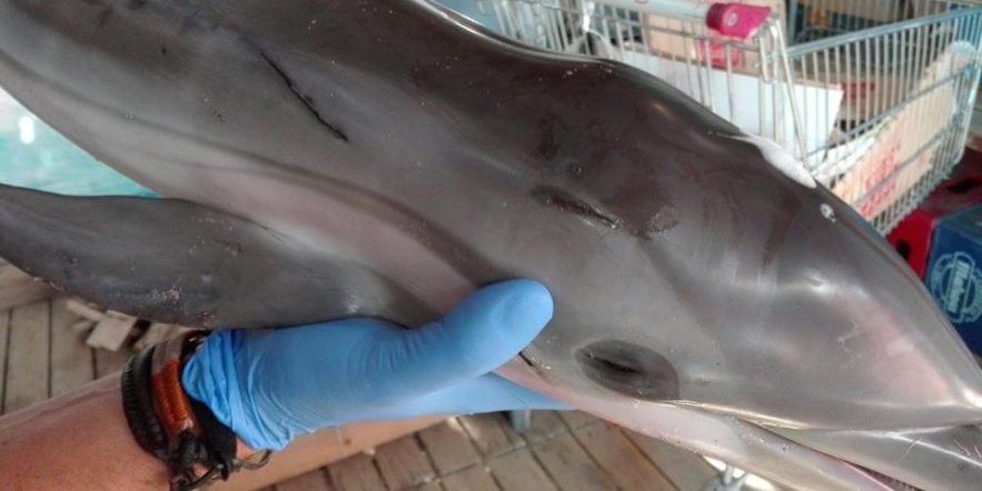 faune marine bébé dauphin mort espagne plage foule