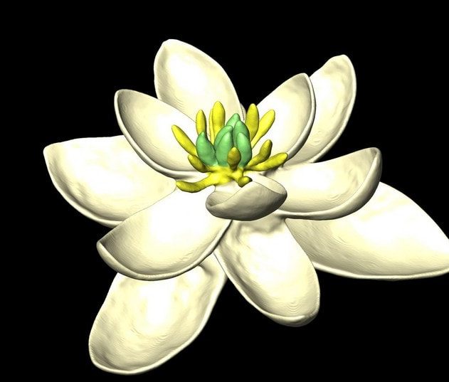 fleur premiere reconstruction decouverte