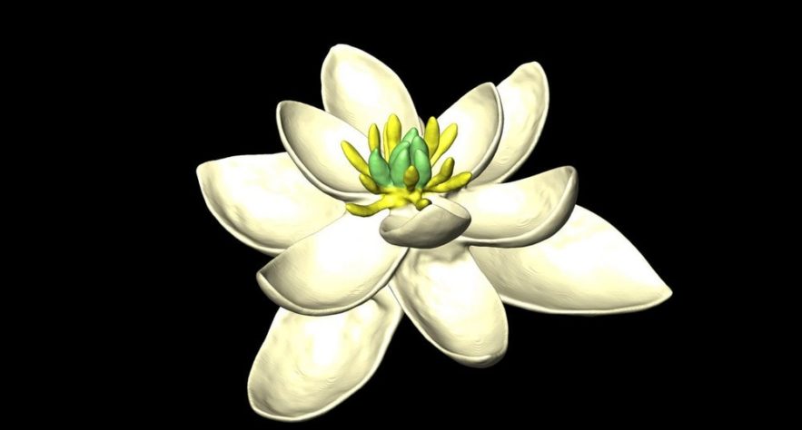 fleur premiere reconstruction decouverte