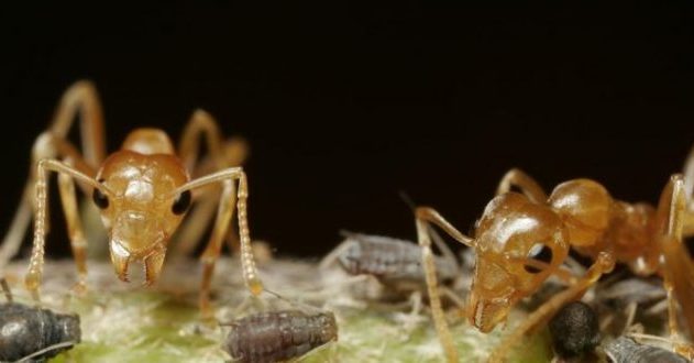 fourmis mandibule machoire pièce
