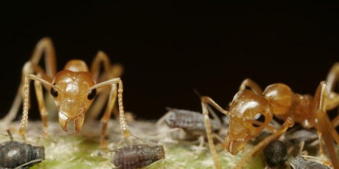 fourmis mandibule machoire pièce